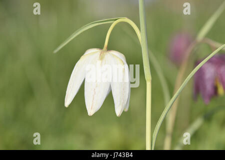 Schlange-Kopf Fritillary - Fritillaria Meleagris - weiße form Stockfoto