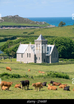 St.-Nikolaus-Kirche, Tresco Isles of Scilly mit Kühen in den Vordergrund, Cornwall England UK. Stockfoto