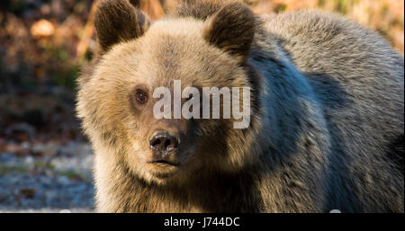 Braunbär aus Bergen von Kroatien Stockfoto