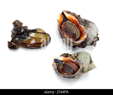 Zwei geädert Rapa Wellhornschnecke und Fluss Muschel (Anodonta). Isoliert auf weißem Hintergrund. Stockfoto