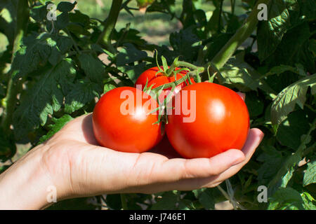 Hand, die rote Tomaten an Rebstöcken Stockfoto