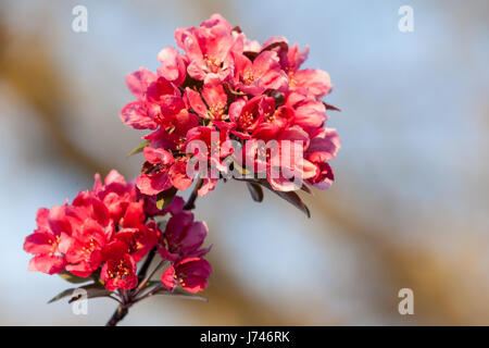 Baum Frühling Kirschblüten rosa Blumen floral Stockfoto