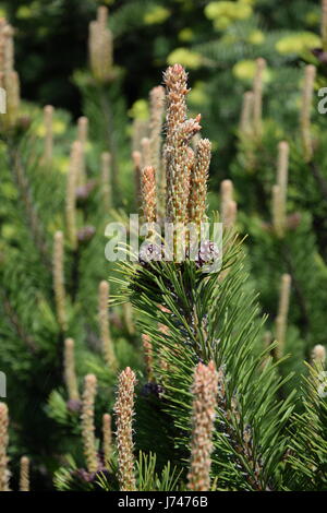 Triebe und Zapfen der Latschenkiefer (Pinus Mugo) Stockfoto