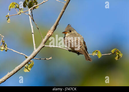 Größere Pewee, Contopus Pertinax Santa Catalina Mountains, in der Nähe von Tucson, Arizona, USA 17 können Erwachsene Tyrranidae Stockfoto