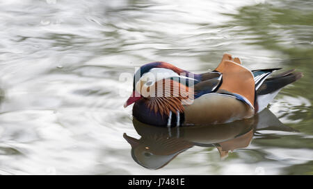 Aussicht vom WWT London Wetland Centre in Barnes Stockfoto