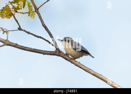 Pygmy Kleiber Sitta Pygmaea Santa Catalina Mountains, Tucson, Arizona, Vereinigte Staaten von Amerika 17. Mai 2017 Erwachsenen Sittidae Stockfoto