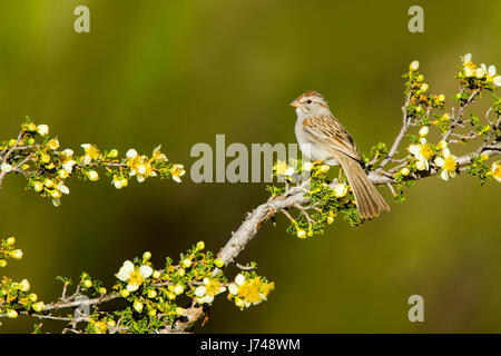 Rufous-winged Sparrow Peucaea Carpalis Tucson, Pima County, Arizona, USA 17 können Erwachsene Emberizidae Stockfoto