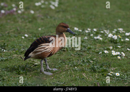 Aussicht vom WWT London Wetland Centre in Barnes Stockfoto