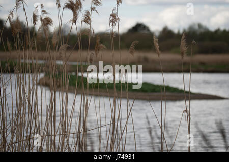 Aussicht vom WWT London Wetland Centre in Barnes Stockfoto