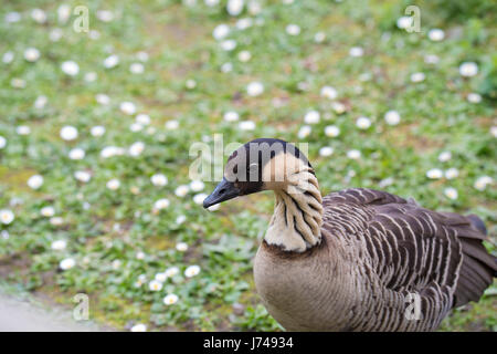 Aussicht vom WWT London Wetland Centre in Barnes Stockfoto