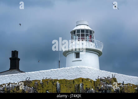 Blick auf den Leuchtturm auf Inner Farne, Farne Islands, Northumberland, England, Großbritannien, und Seevögel, die auf felsigen Klippen nisten Stockfoto