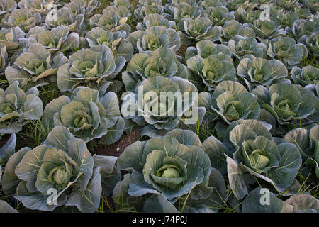 Grün Kohl in einem Feld in Savar. Dhaka, Bangladesch Stockfoto