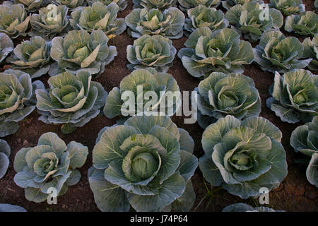 Grün Kohl in einem Feld in Savar. Dhaka, Bangladesch Stockfoto