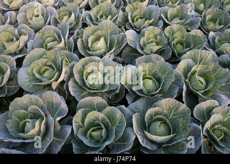 Grün Kohl in einem Feld in Savar. Dhaka, Bangladesch Stockfoto