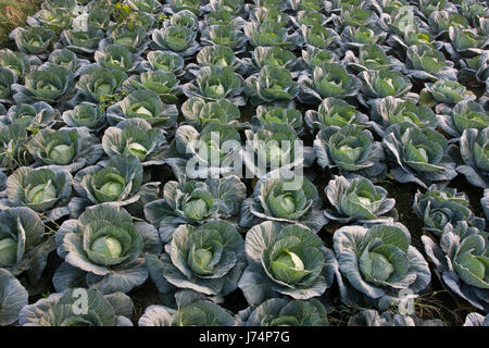 Grün Kohl in einem Feld in Savar. Dhaka, Bangladesch Stockfoto