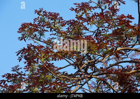 Neue Blätter an einem Baum im Ramna Park in Dhaka, Bangladesch. Stockfoto