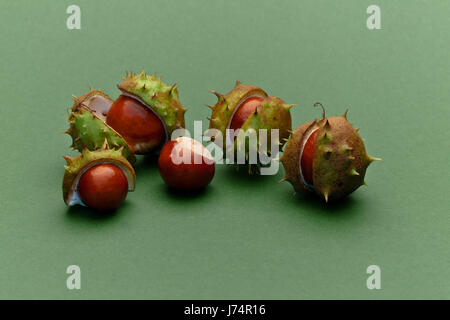 Spitzen stachelig Kastanien Schale platzen Würmer Auge Makro Nahaufnahme Makro Aufnahme Stockfoto