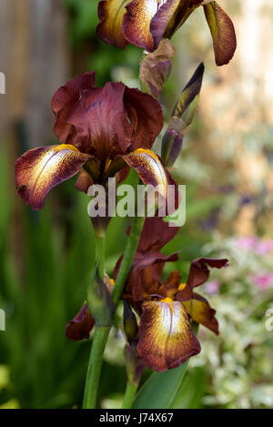 Iris Kent stolz, Iridaceae, bärtig. Stockfoto