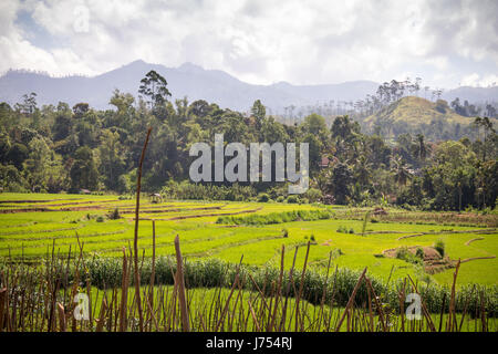 Landschaft mit Reisfeldern, Berge, Palmen und Bambus im Hochland rund um Nuwara Eliya und Ella, Sri Lanka. Stockfoto