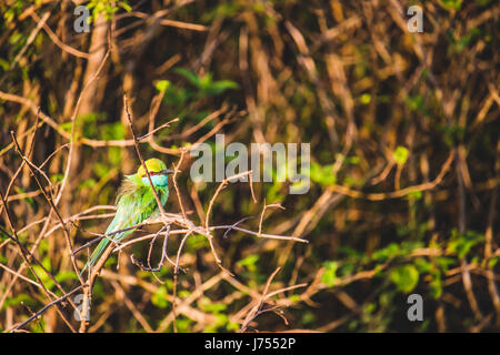 Eine bunte Bienenfresser Merops Orientalis thront auf einem Ast im Unterholz im Udawalawe National Park, Sri Lanka. Stockfoto