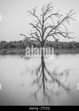 Bäume in das Reservoir im Udawalawe National Park, Sri Lanka ertrunken. Stockfoto