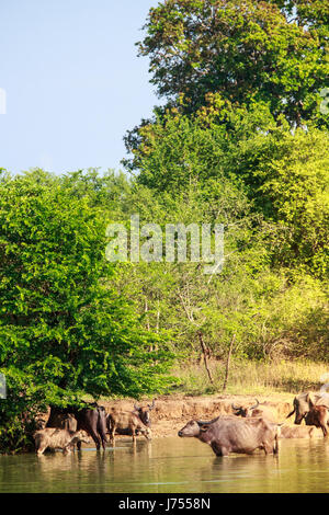 Büffel waten in einem kleinen See oder Teich im Udawalawe National Park, Sri Lanka kühl zu halten. Stockfoto