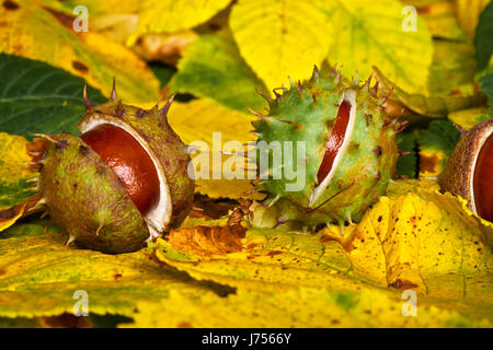 Blätter spitz stachelige Kastanien Schale platzen Würmer Auge Makro Nahaufnahme Makro Stockfoto