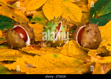 Blätter spitz stachelige Kastanien Schale platzen Würmer Auge Makro Nahaufnahme Makro Stockfoto