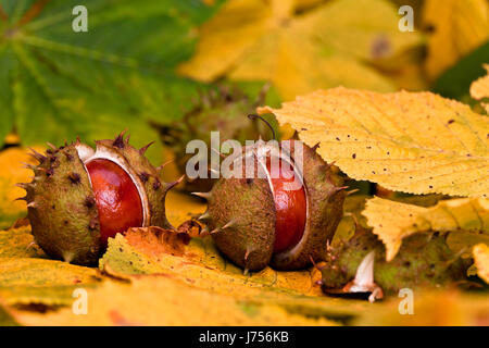 Blätter spitz stachelige Kastanien Schale platzen Würmer Auge Makro Nahaufnahme Makro Stockfoto