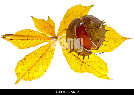 Blätter spitz stachelige Kastanien Schale platzen Würmer Auge Makro Nahaufnahme Makro Stockfoto