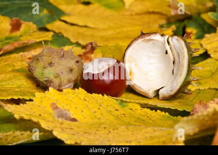 Blätter spitz stachelige Kastanien Schale platzen Würmer Auge Makro Nahaufnahme Makro Stockfoto