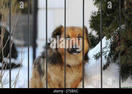 Trauriger Hund im Käfig Stockfoto