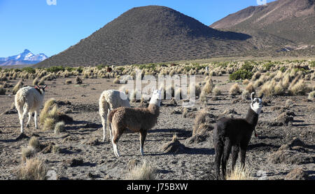 Die Anden-Landschaft mit Herde von Lamas auf natürlichen Park Sajama. Bolivien. Stockfoto