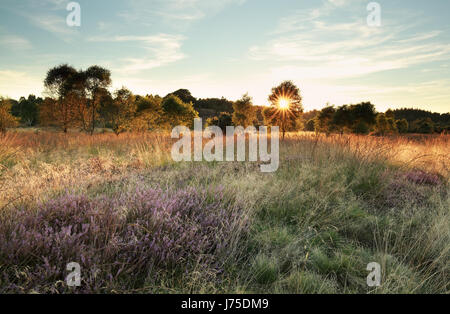 Sonnenstrahlen über Marschland mit Heidekraut Blumen im Sommer Stockfoto