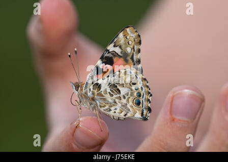 Distelfalter (Vanessa Cardui) auch bekannt als weltoffen, vertrauensvoll auf ein Kind an der Hand sitzen. Stockfoto