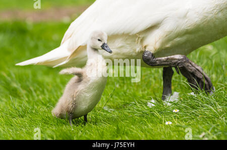 Cygnet. Single Cygnet stehend, von einem erwachsenen Schwan (Cygnus olor) im späten Frühjahr in West Sussex, England, UK geschützt. Cute cuddly Cygnet. Stockfoto