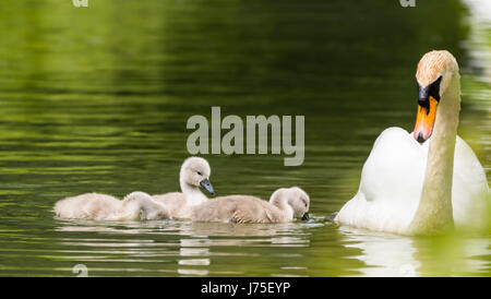 Cygnets. Weiße Höckerschwan (Cygnus Olor), Familie Erwachsener und mehrere Cygnets Schwimmen im Wasser im späten Frühjahr im Vereinigten Königreich. Mute weiß Cygnets. Stockfoto