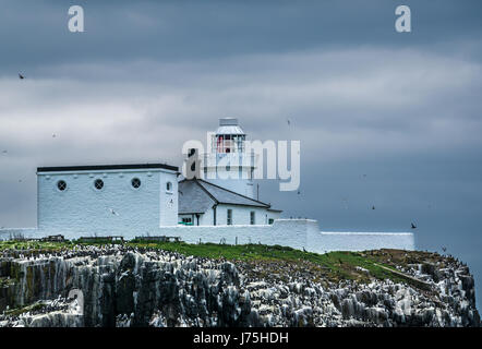 Leuchtturm auf Inner Farne, Farne Islands, Northumberland, England, Großbritannien, und Seevögeln nisten auf Felsen auf einer Klippe Stockfoto