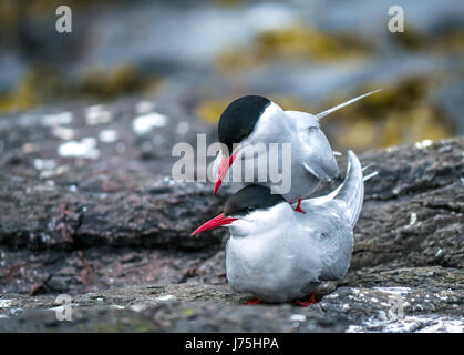 In der Nähe der passenden Paar Küstenseeschwalben, Sterna Paradisaea, Inner Farne, Farne Islands, Northumberland, England, Großbritannien Stockfoto