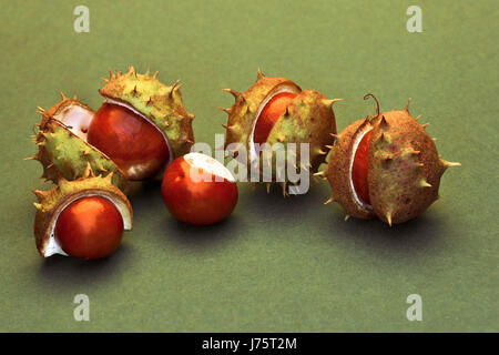 Blätter spitz stachelige Kastanien Schale platzen Würmer Auge Makro Nahaufnahme Makro Stockfoto