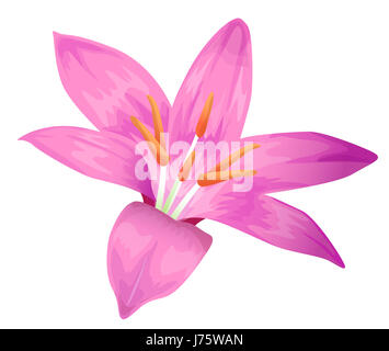 Blume Pflanze lila Natur schöne beauteously schöne Blatt große große enorme Stockfoto