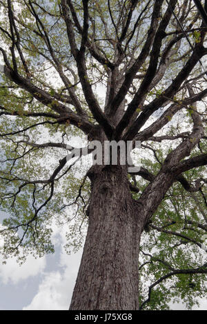 Die Ansicht von unten hoch, mächtig aussehenden Baum im Frühling mit Niederlassungen in den Himmel zu erreichen Stockfoto