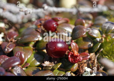 Nahaufnahme von Reifen Preiselbeeren oder Preiselbeeren, die auf der arktischen Tundra wachsen, deren Blätter sich in Herbstfarben ändern, gefunden in der Nähe von Arviat, Nunavut Stockfoto