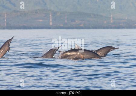 Urlaub in Bali, Indonesien - Lovina Bali Dolphin Beach Delphin springen Stockfoto