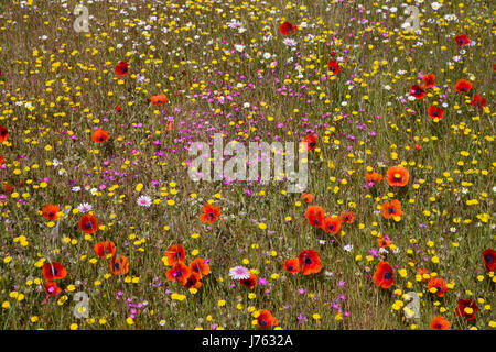 Wilde Blumen an den unteren Hängen des Mount Ainos, Kefalonia, Griechenland Stockfoto