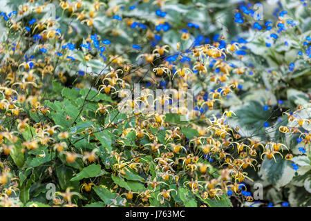 Orangefarbene Blüten des Epimedium 'Amber Queen' Barrenwort und Brunnera Gartengrenze im Frühling Stockfoto