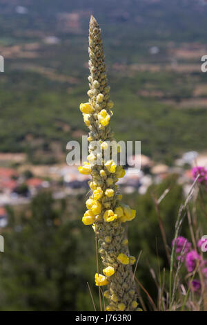 Große Königskerze (Verbascum Thapsus) wächst auf der Burgmauer des St.-Georgs Burg, Kastro, Kefalonia, Griechenland Stockfoto