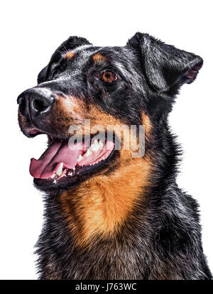 Porträt von einem Beauceron Französisch Schäfer auf einem weißen Hintergrund Stockfoto