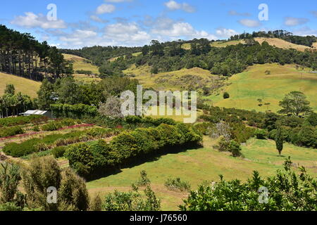 Flecken von Weiden unter Neuseeland Buschlandschaft und eingeführte Grün in Waitakere Ranges. Stockfoto