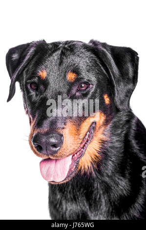 Porträt von einem Beauceron Französisch Schäfer auf einem weißen Hintergrund Stockfoto